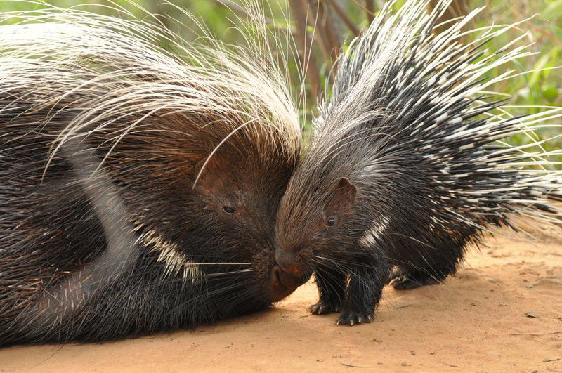 Shakati Private Game Reserve Vaalwater Limpopo Province South Africa Sepia Tones, Hedgehog, Mammal, Animal