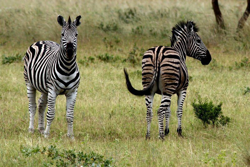 Shakati Private Game Reserve Vaalwater Limpopo Province South Africa Zebra, Mammal, Animal, Herbivore