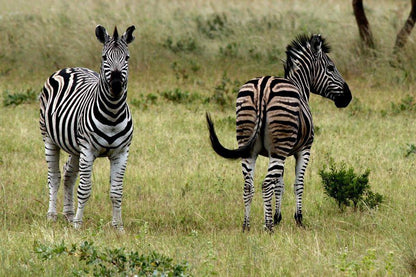 Shakati Private Game Reserve Vaalwater Limpopo Province South Africa Zebra, Mammal, Animal, Herbivore