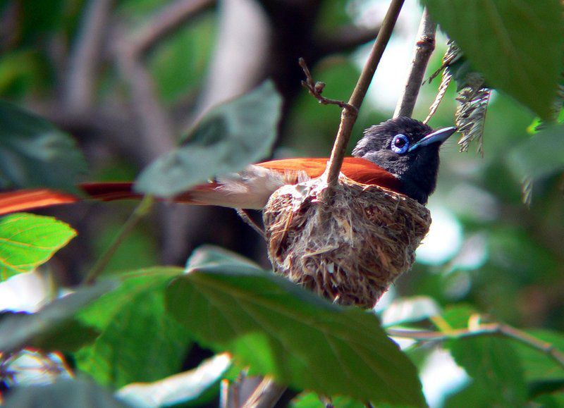 Shakati Private Game Reserve Vaalwater Limpopo Province South Africa Blackbird, Bird, Animal