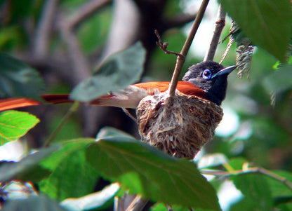 Shakati Private Game Reserve Vaalwater Limpopo Province South Africa Blackbird, Bird, Animal