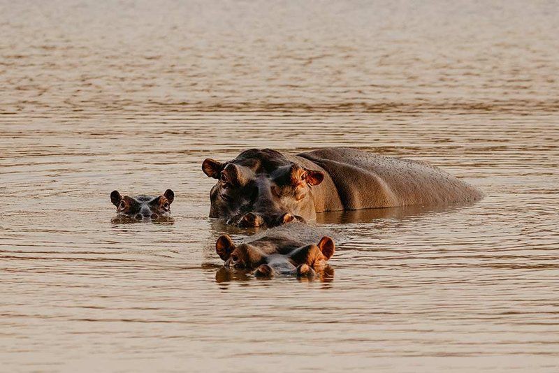 Shakawe Private Game Reserve Vaalwater Limpopo Province South Africa Sepia Tones, Dog, Mammal, Animal, Pet, Hippo, Herbivore, Water Buffalo