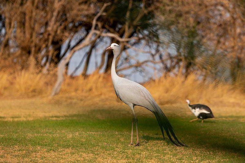 Shakawe Private Game Reserve Vaalwater Limpopo Province South Africa Pelican, Bird, Animal