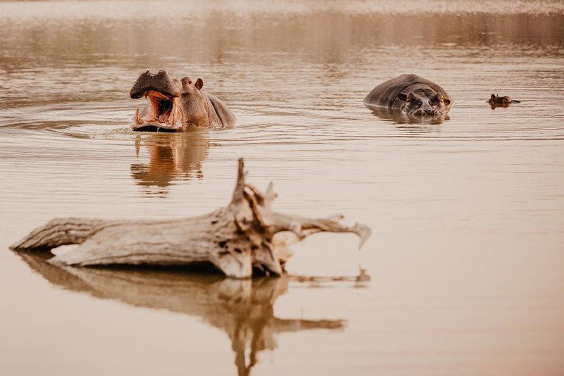 Shakawe Private Game Reserve Vaalwater Limpopo Province South Africa Sepia Tones, Reptile, Animal, Turtle