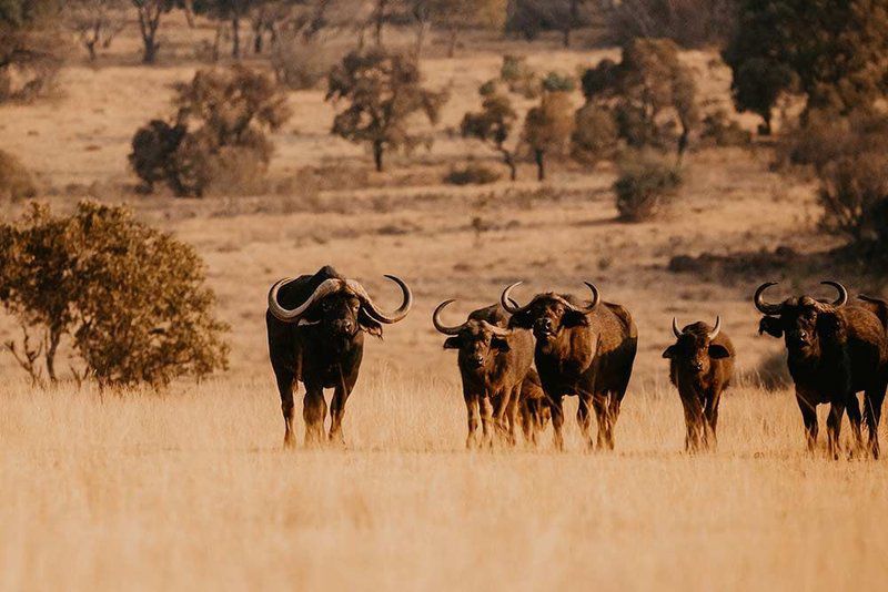 Shakawe Private Game Reserve Vaalwater Limpopo Province South Africa Sepia Tones, Cow, Mammal, Animal, Agriculture, Farm Animal, Herbivore