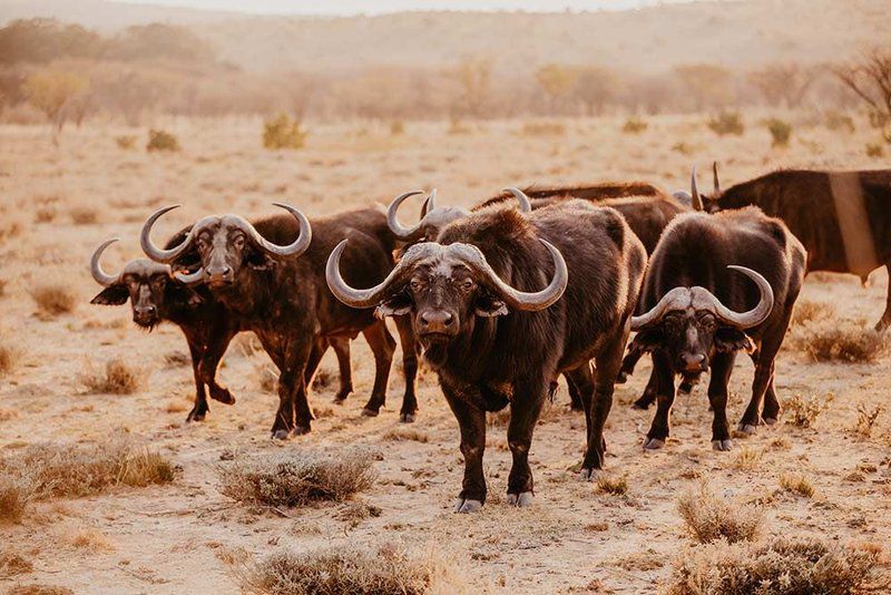 Shakawe Private Game Reserve Vaalwater Limpopo Province South Africa Water Buffalo, Mammal, Animal, Herbivore