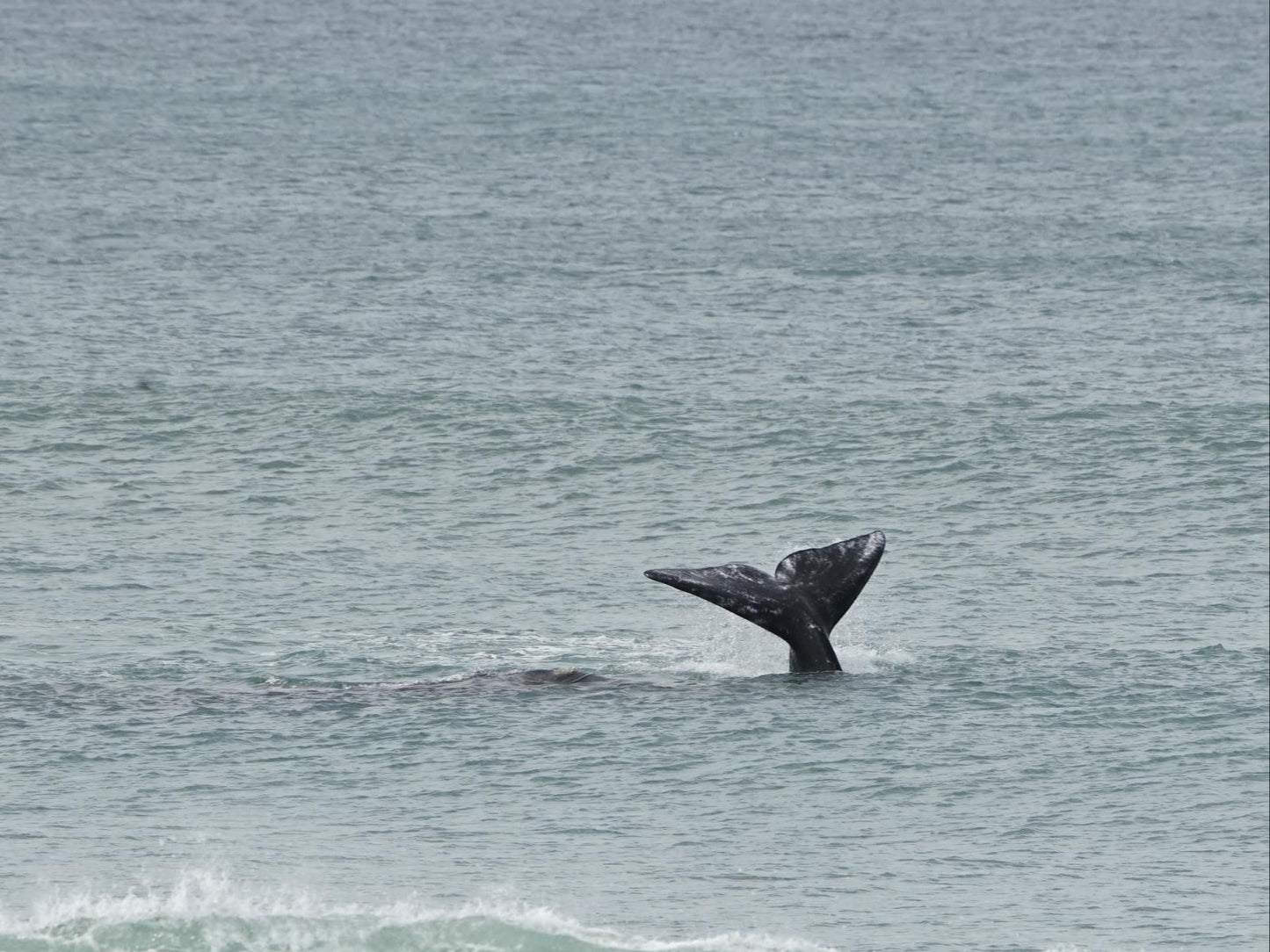 Shaloha Guesthouse On Supertubes Jeffreys Bay Eastern Cape South Africa Unsaturated, Whale, Marine Animal, Animal