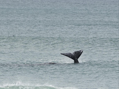 Shaloha Guesthouse On Supertubes Jeffreys Bay Eastern Cape South Africa Unsaturated, Whale, Marine Animal, Animal