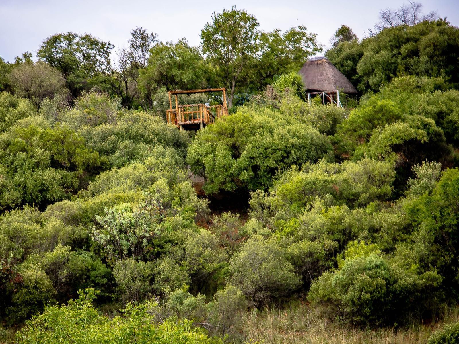 Shamba Yetu Mountain Lodge, Tree, Plant, Nature, Wood