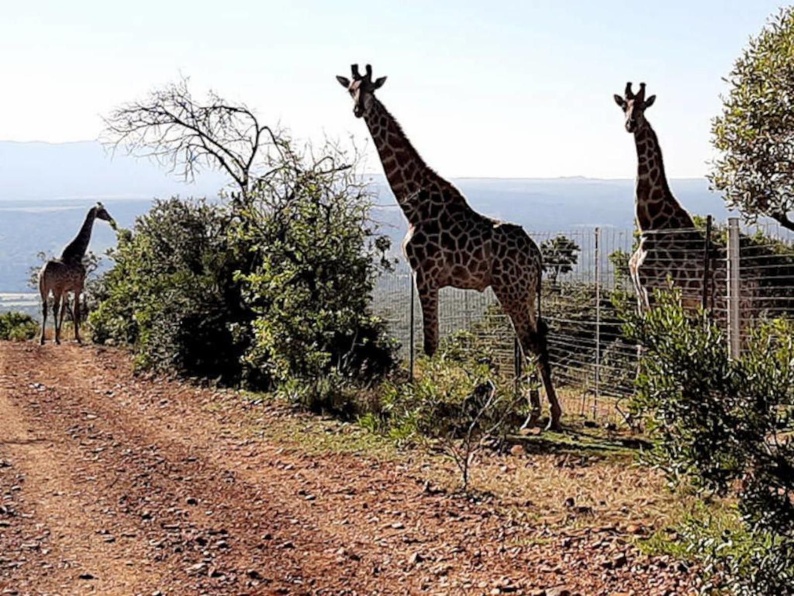 Shamba Yetu Mountain Lodge, Giraffe, Mammal, Animal, Herbivore