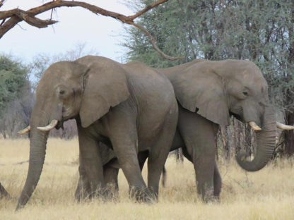 Shametu River Lodge, Elephant, Mammal, Animal, Herbivore