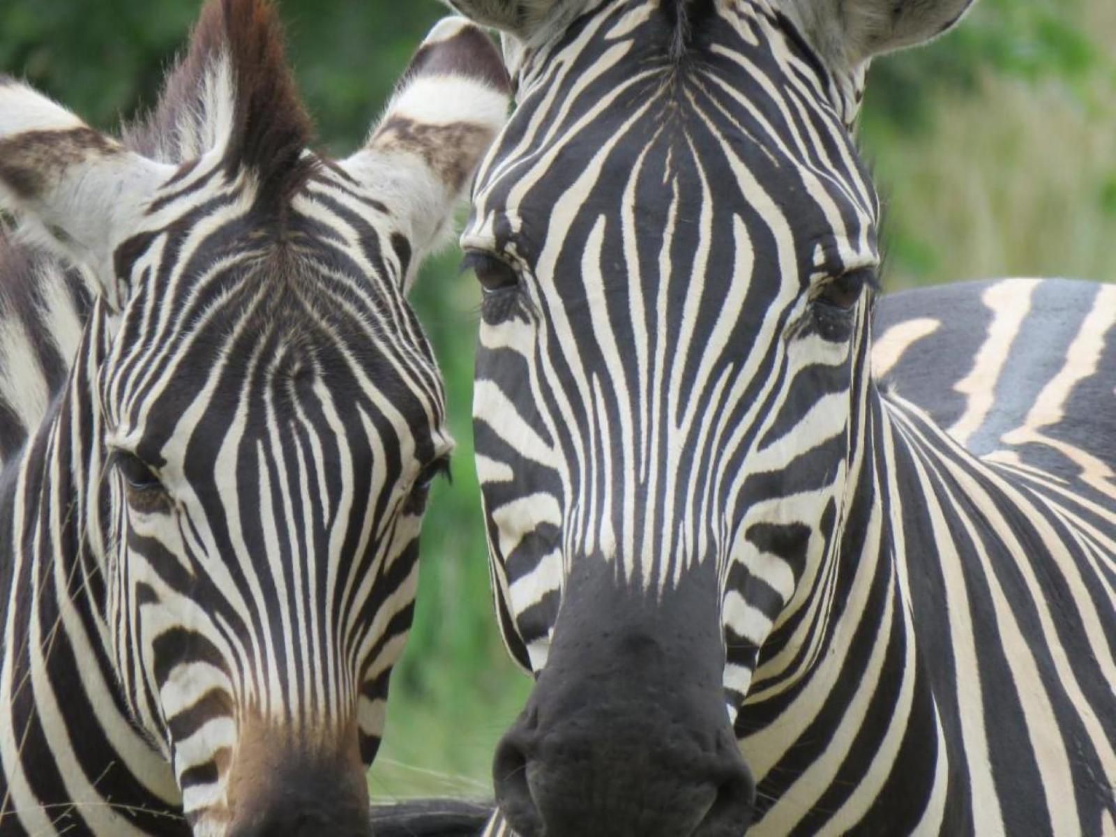 Shametu River Lodge, Zebra, Mammal, Animal, Herbivore