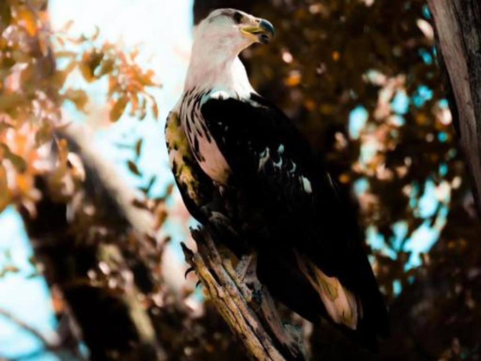 Shametu River Lodge, Bird, Animal