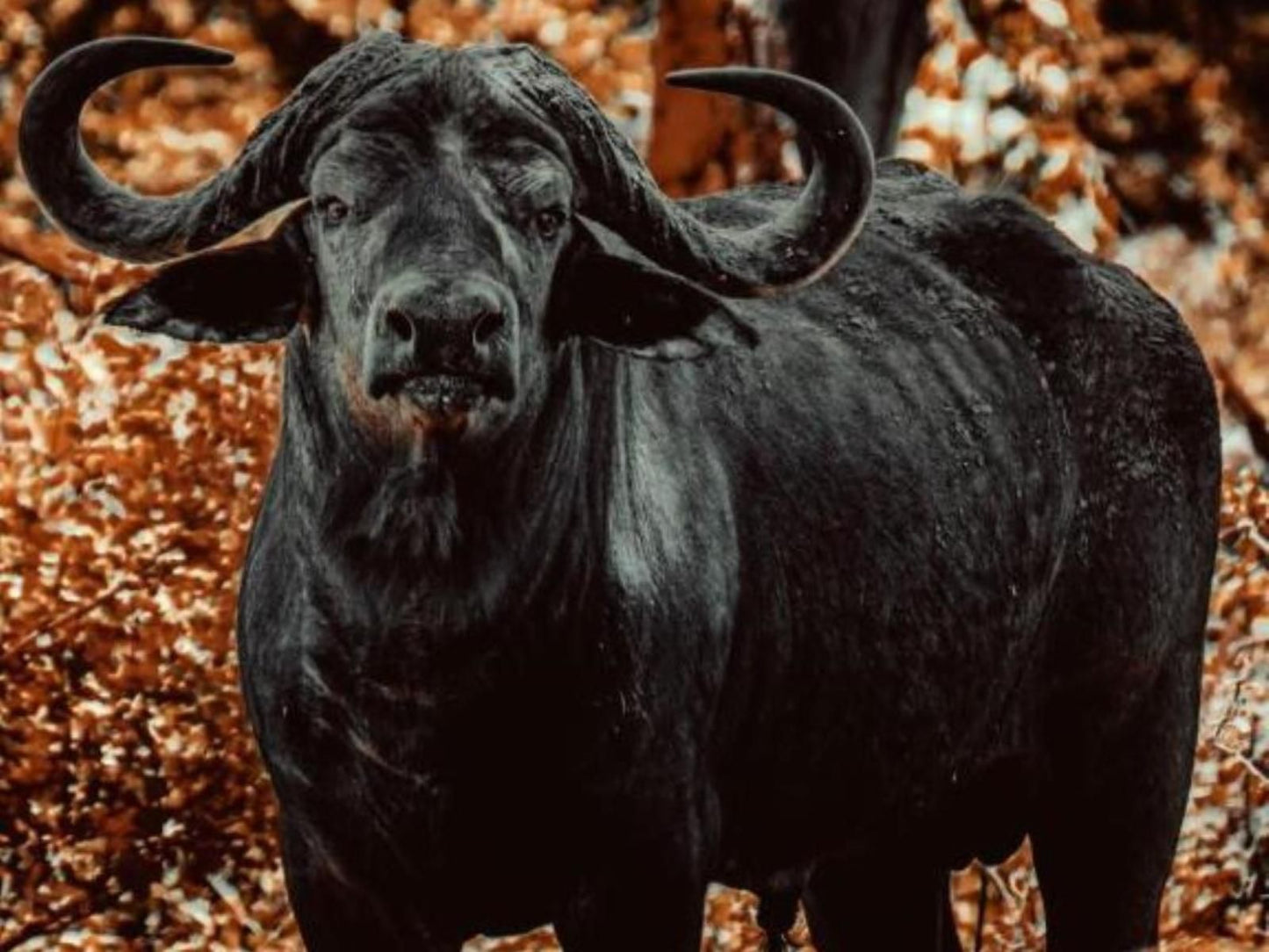 Shametu River Lodge, Water Buffalo, Mammal, Animal, Herbivore