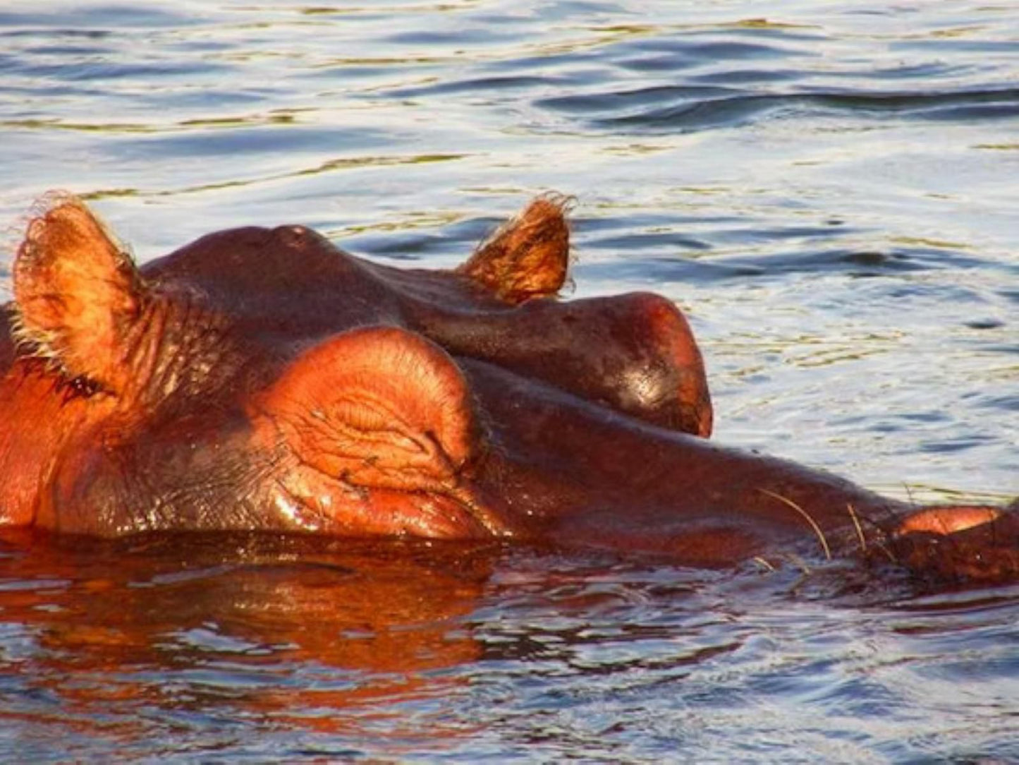 Shametu River Lodge, Hippo, Mammal, Animal, Herbivore