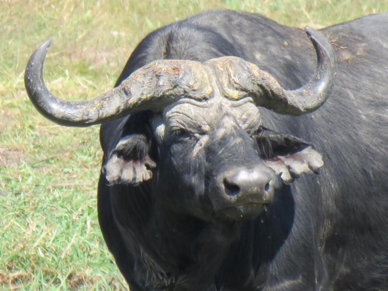 Shametu River Lodge, Water Buffalo, Mammal, Animal, Herbivore