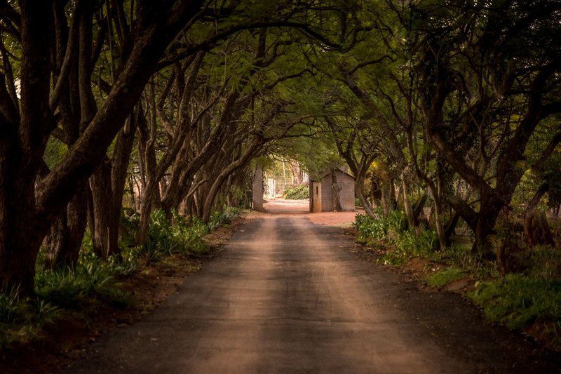 Shangri La Country Hotel Modimolle Nylstroom Limpopo Province South Africa Forest, Nature, Plant, Tree, Wood, Street