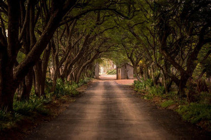 Shangri La Country Hotel Modimolle Nylstroom Limpopo Province South Africa Forest, Nature, Plant, Tree, Wood, Street