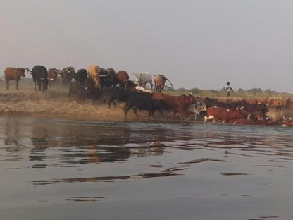 Shankara Rest Camp, Animal, Lowland, Nature