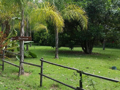 Shankara Rest Camp, Forest, Nature, Plant, Tree, Wood, Palm Tree