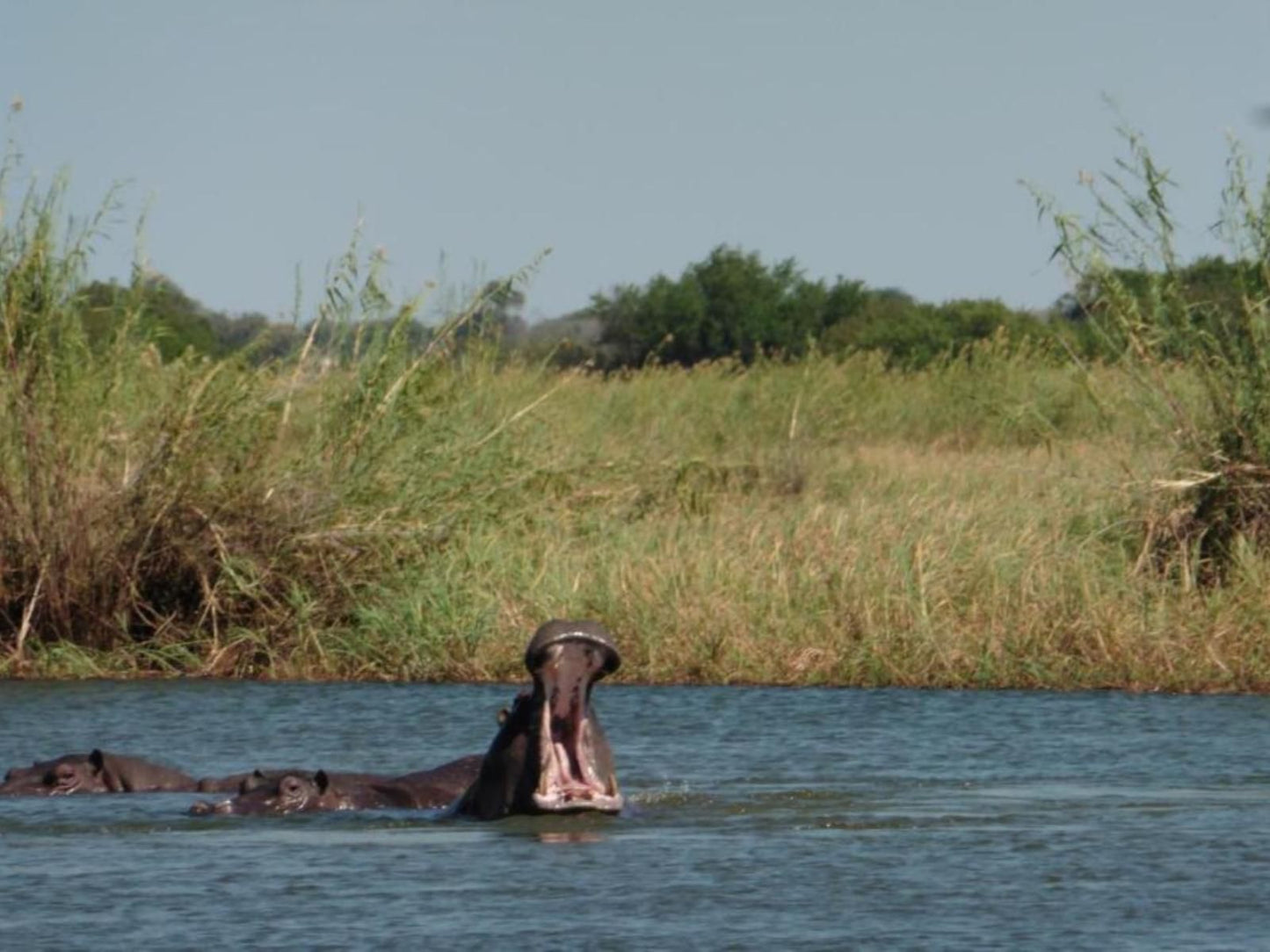 Shankara Rest Camp, Hippo, Mammal, Animal, Herbivore, River, Nature, Waters