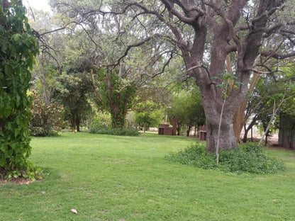 Shankara Rest Camp, Campsites, Plant, Nature, Tree, Wood