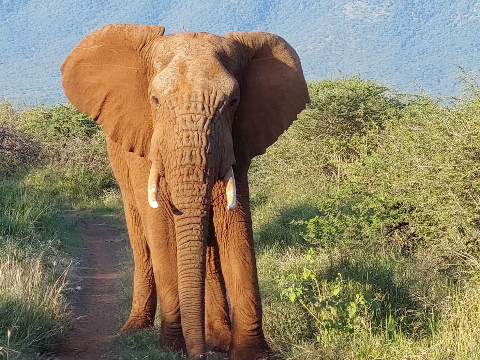 Shayamoya Tiger Fishing And Game Lodge Pongola Kwazulu Natal South Africa Complementary Colors, Elephant, Mammal, Animal, Herbivore