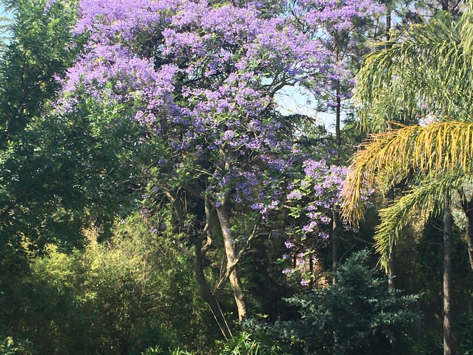 Shepherd Lodge Bryanston Johannesburg Gauteng South Africa Blossom, Plant, Nature, Tree, Wood, Garden