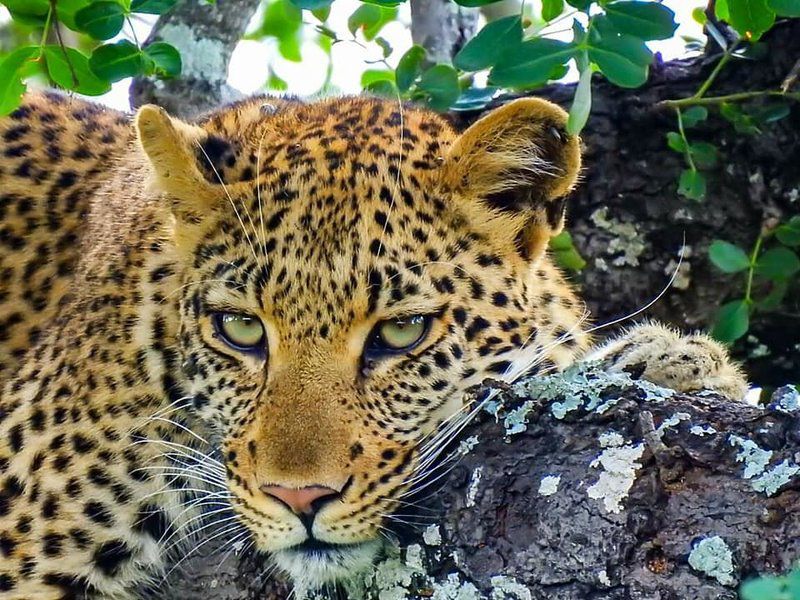 Shiduli Private Game Lodge Karongwe Private Game Reserve Limpopo Province South Africa Leopard, Mammal, Animal, Big Cat, Predator