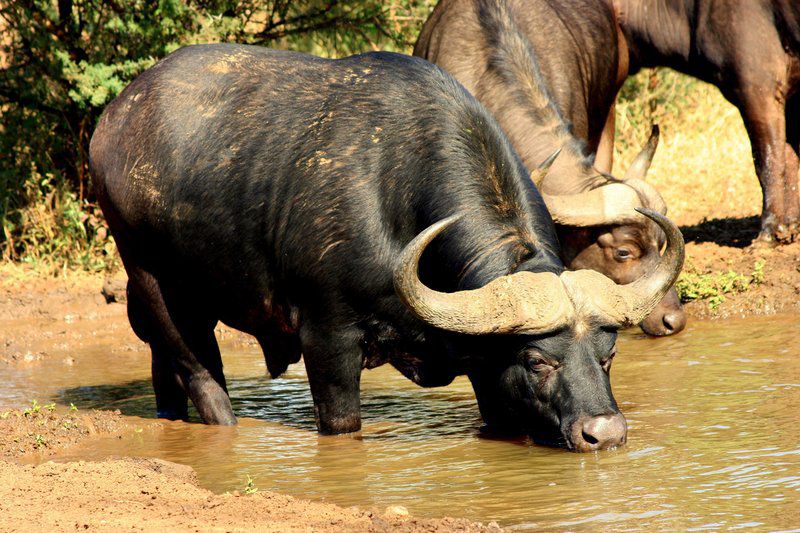 Shiduli Private Game Lodge Karongwe Private Game Reserve Limpopo Province South Africa Water Buffalo, Mammal, Animal, Herbivore