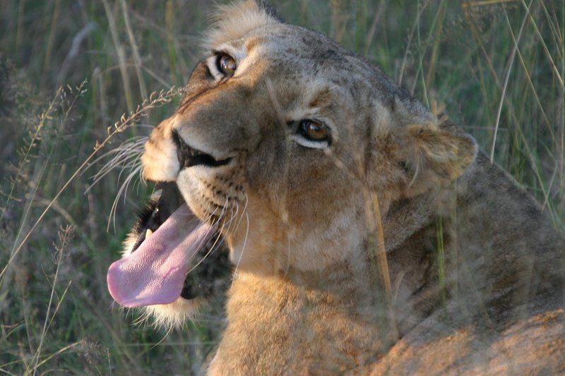 Shiduli Private Game Lodge Karongwe Private Game Reserve Limpopo Province South Africa Lion, Mammal, Animal, Big Cat, Predator