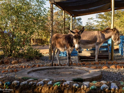 Shik Shack Backpackers, Animal