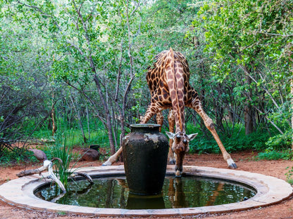 Shikwari Nature Reserve Hoedspruit Limpopo Province South Africa Giraffe, Mammal, Animal, Herbivore