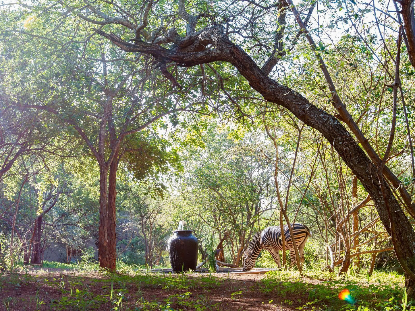 Shikwari Nature Reserve Hoedspruit Limpopo Province South Africa Forest, Nature, Plant, Tree, Wood