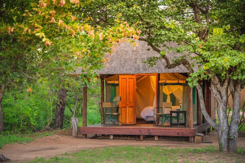 Shindzela Tented Safari Camp Timbavati Reserve Mpumalanga South Africa 