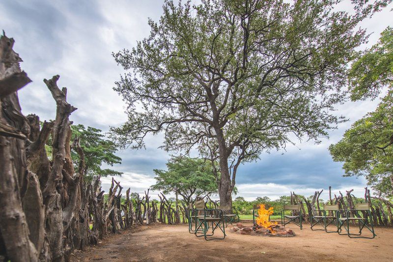 Shindzela Tented Safari Camp Timbavati Reserve Mpumalanga South Africa 