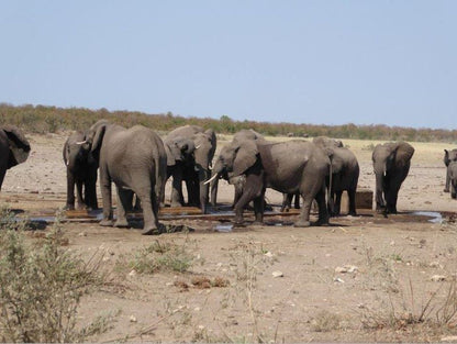 Shingwedzi Rest Camp Kruger National Park Sanparks North Kruger Park Mpumalanga South Africa Complementary Colors, Elephant, Mammal, Animal, Herbivore