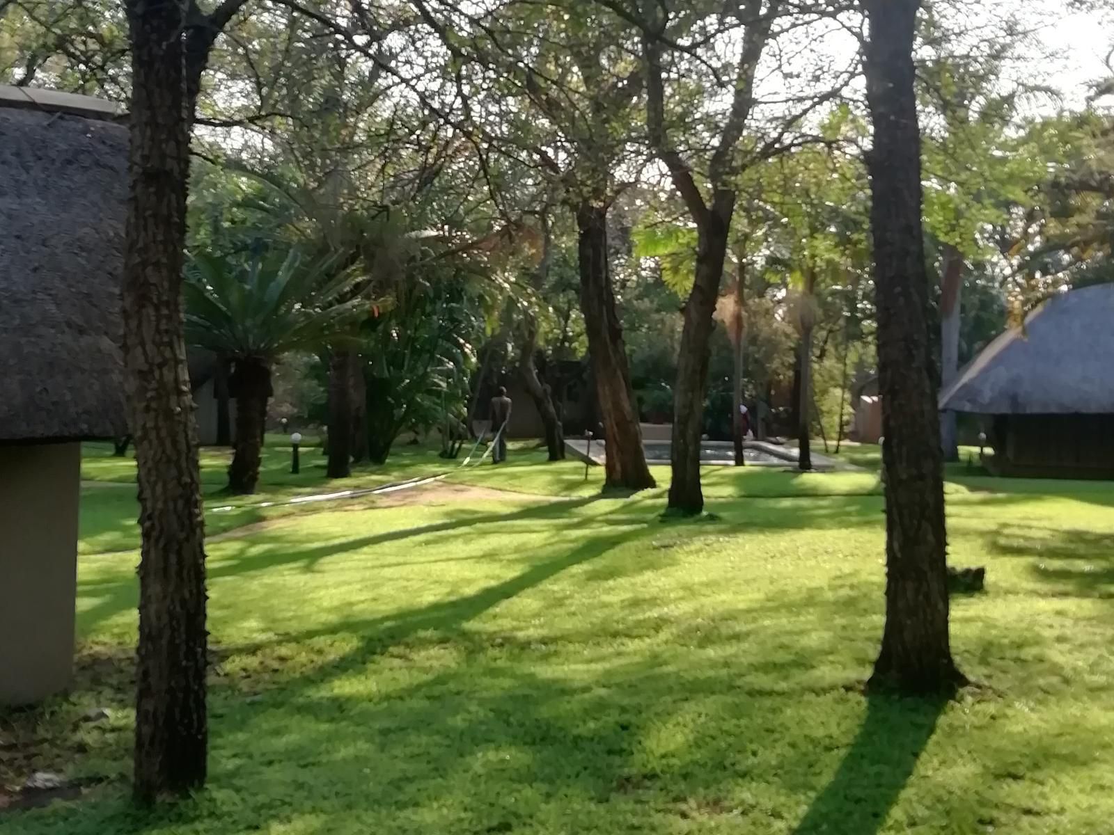 Shumba Safari Lodge Hoedspruit Limpopo Province South Africa Palm Tree, Plant, Nature, Wood