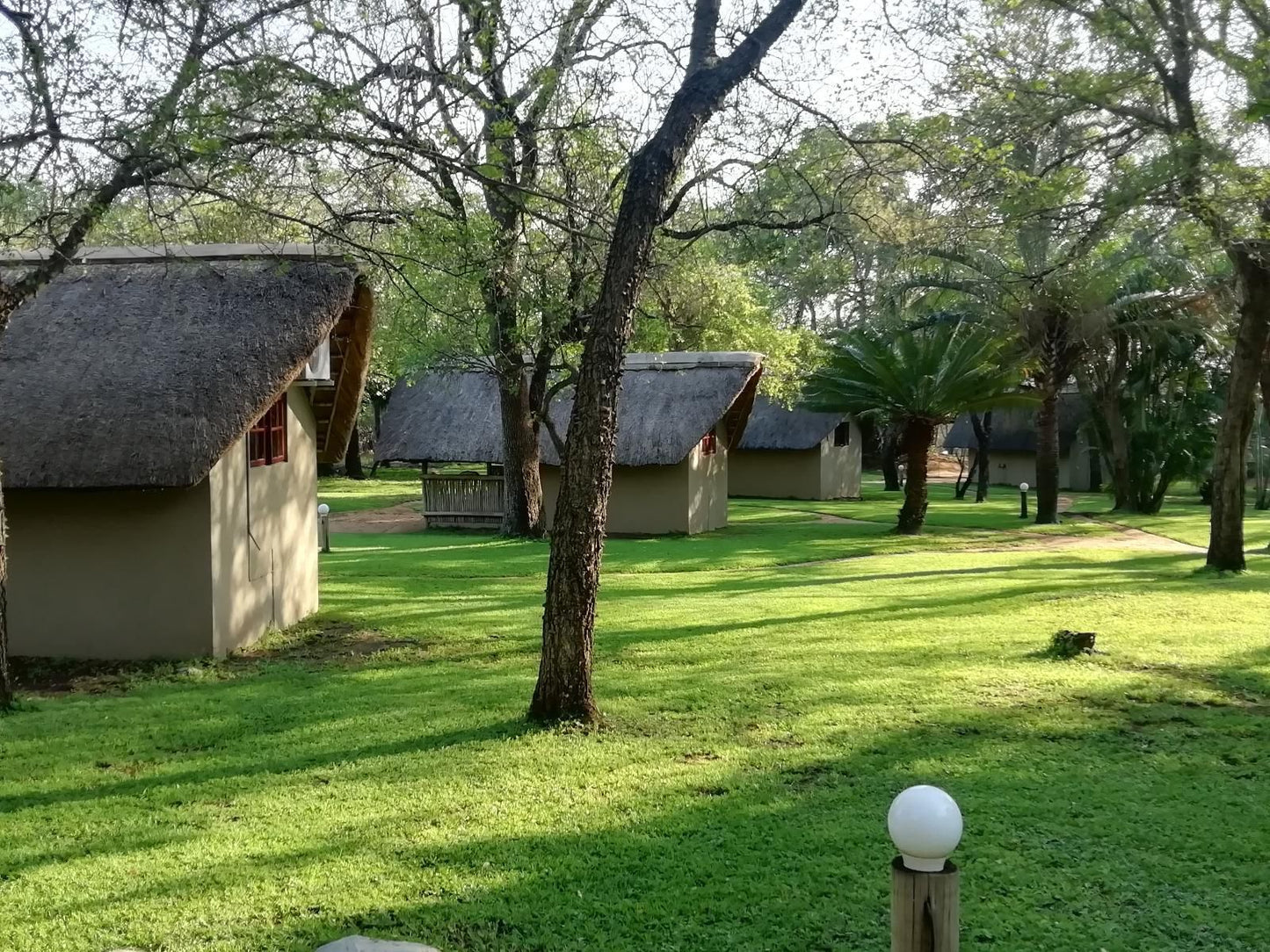 Shumba Safari Lodge Hoedspruit Limpopo Province South Africa Plant, Nature