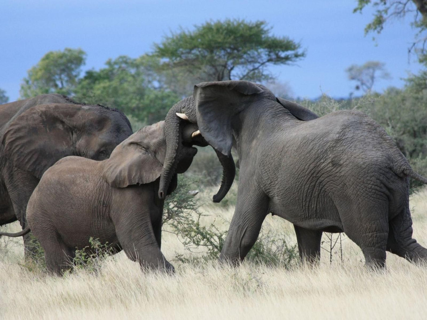 Shumbalala Game Lodge Thornybush Game Reserve Mpumalanga South Africa Elephant, Mammal, Animal, Herbivore