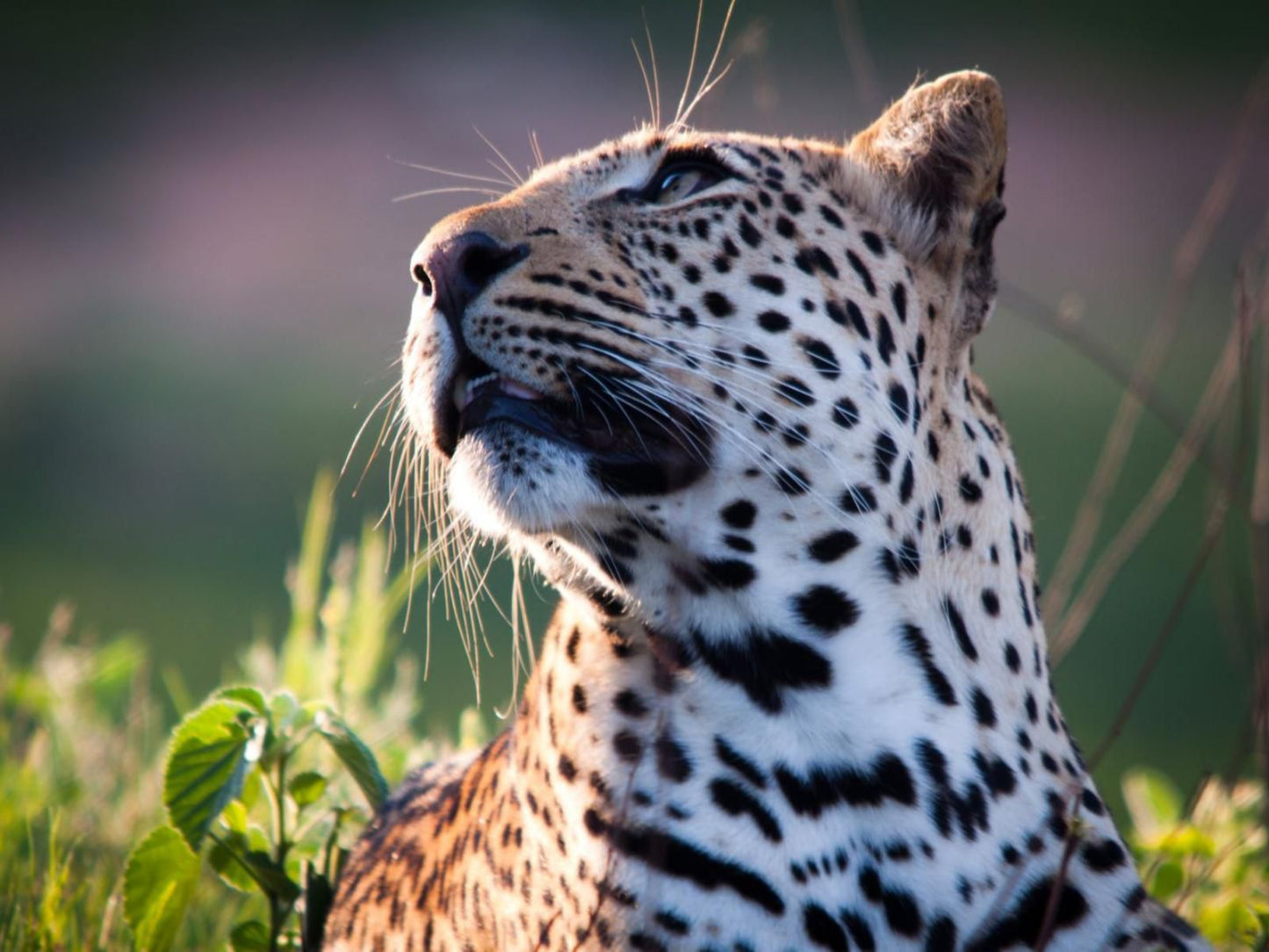 Shumbalala Game Lodge Thornybush Game Reserve Mpumalanga South Africa Leopard, Mammal, Animal, Big Cat, Predator