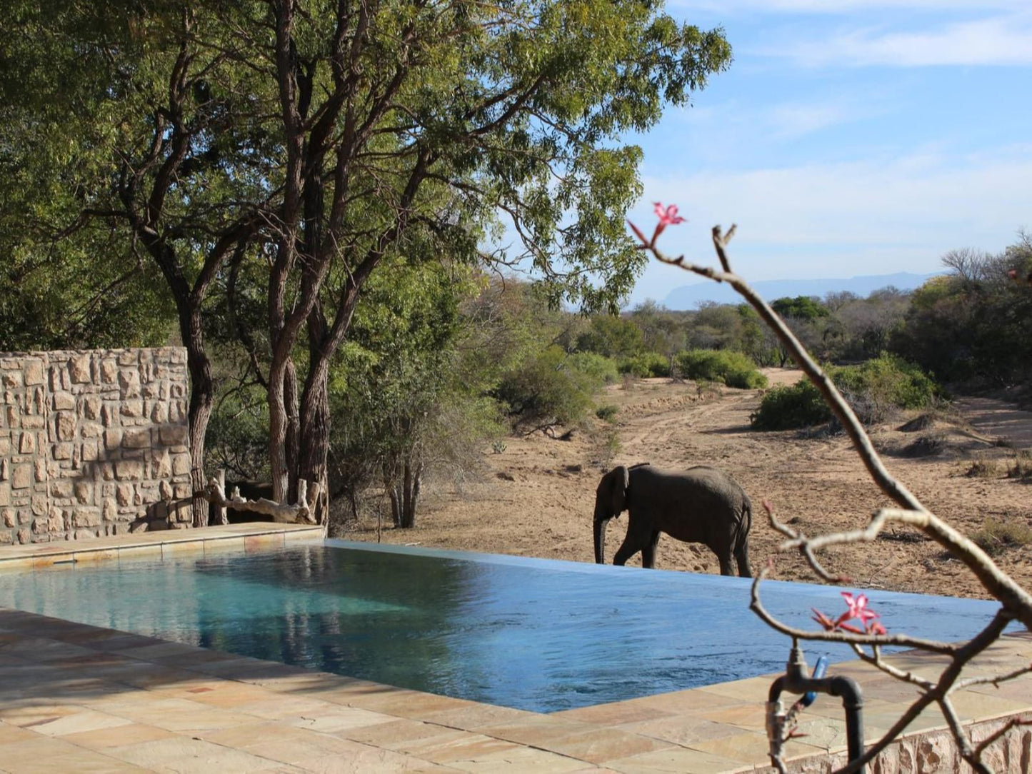 Shumbalala Game Lodge Thornybush Game Reserve Mpumalanga South Africa Complementary Colors, Animal, Swimming Pool