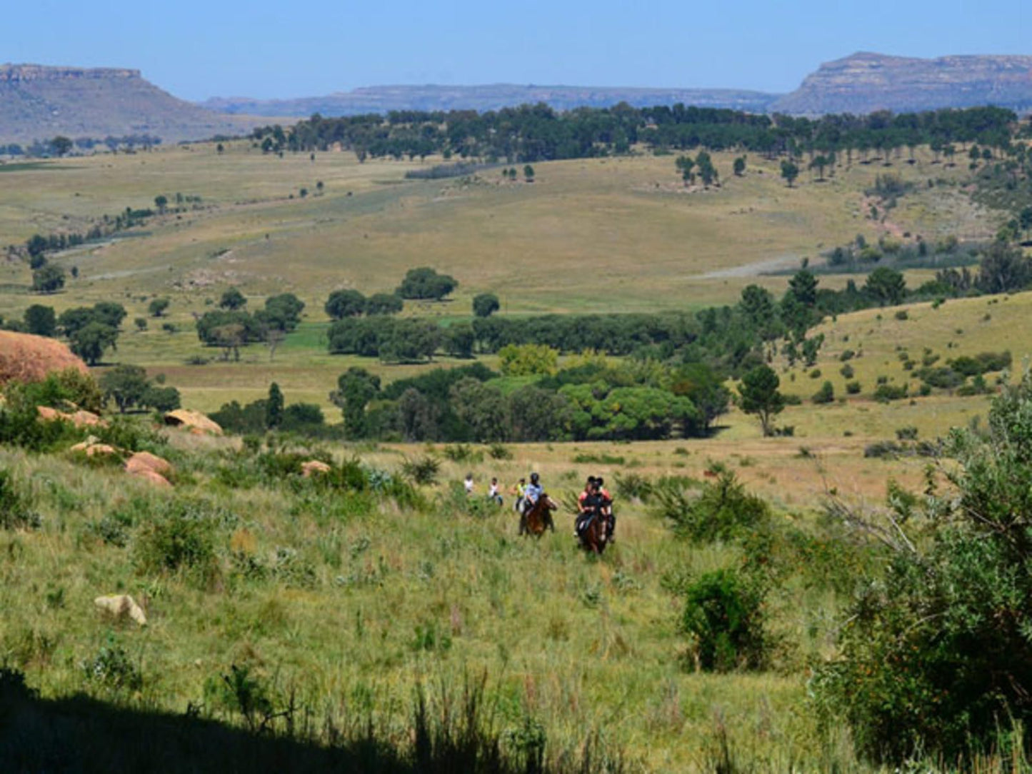 Shumba Valley Guest Farm Fouriesburg Free State South Africa Horse, Mammal, Animal, Herbivore, Lowland, Nature