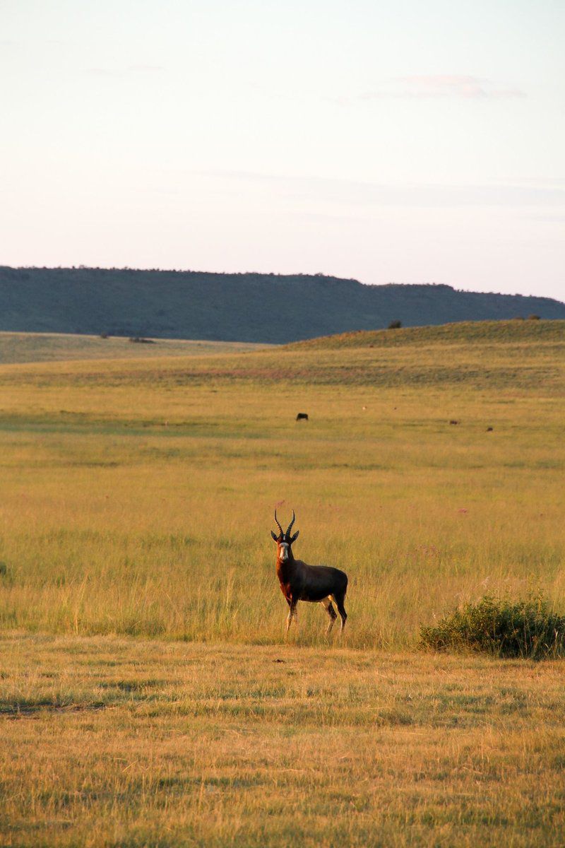 Sibani Luxury Tents Krugersdorp Gauteng South Africa Deer, Mammal, Animal, Herbivore, Lowland, Nature