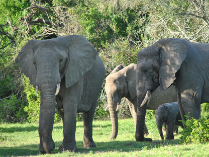 Sibuya Game Reserve Kenton On Sea Eastern Cape South Africa Elephant, Mammal, Animal, Herbivore