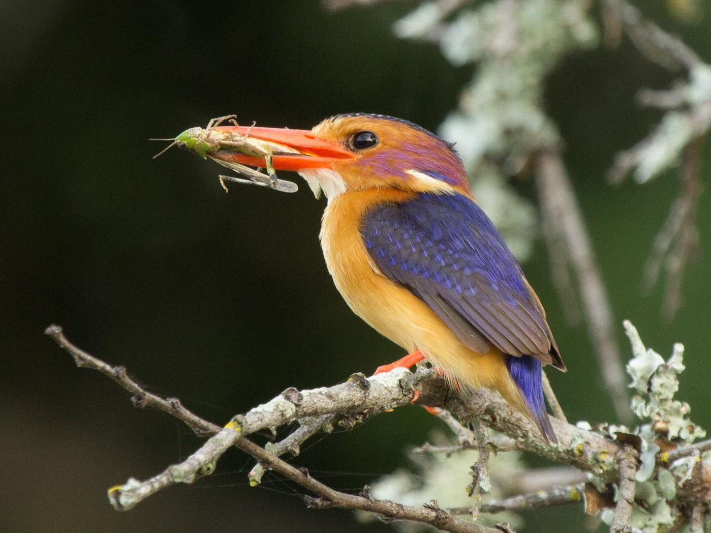 Sibuya Game Reserve Kenton On Sea Eastern Cape South Africa Kingfisher, Bird, Animal