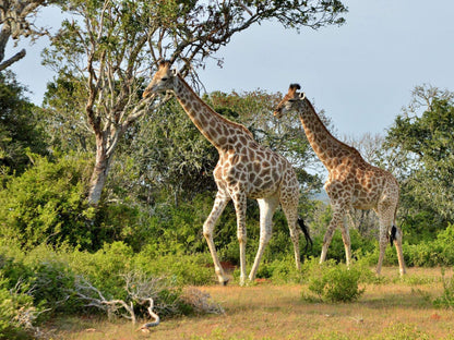 Sibuya Game Reserve Kenton On Sea Eastern Cape South Africa Giraffe, Mammal, Animal, Herbivore