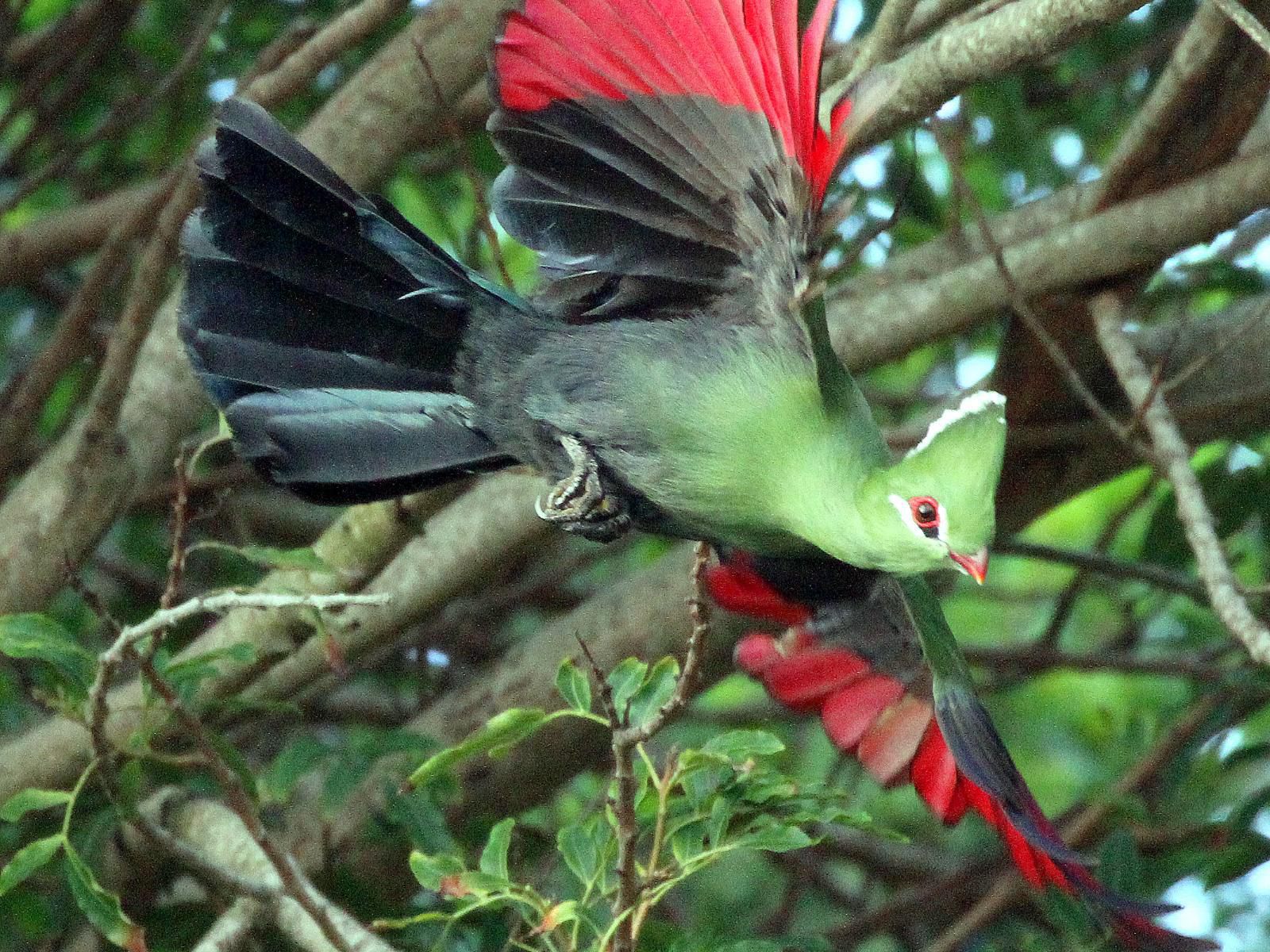 Sibuya Game Reserve Kenton On Sea Eastern Cape South Africa Bird, Animal