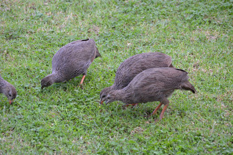 Sieniesee Dana Bay Mossel Bay Western Cape South Africa Goose, Bird, Animal