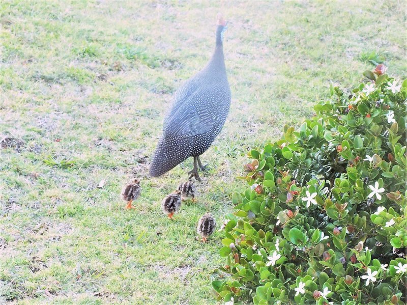 Sieniesee Dana Bay Mossel Bay Western Cape South Africa Bird, Animal